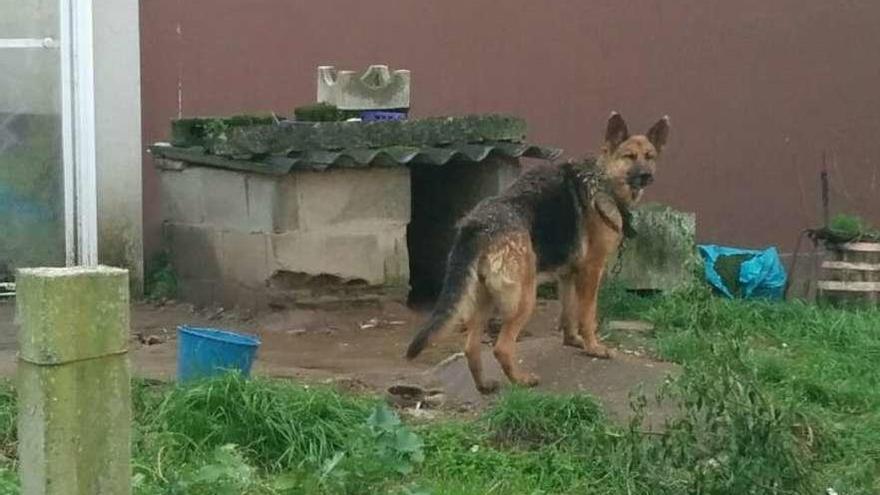 Imagen del perro atado con cadena cuya situación denunció la Asociación Animalista Libera. // Cedida Libera