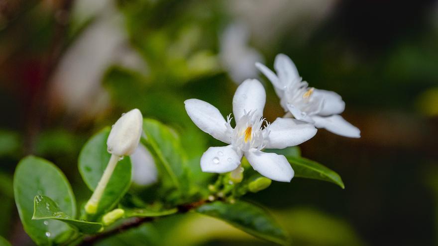 ¿Te cuesta dormir? Estas siete plantas de interior te ayudarán