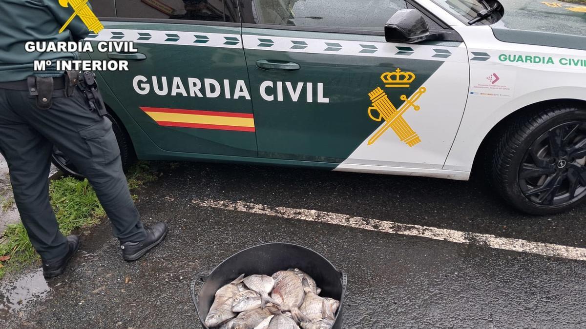 Los sargos incautados por la Guardia Civil.