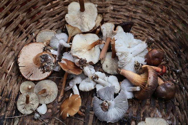 Las imágenes de Jaume Espinosa y el grupo de expertos micólogos en el bosque