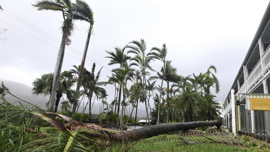 Una palmera arrancada a la platja d&#039;Airlie, a Queensland.