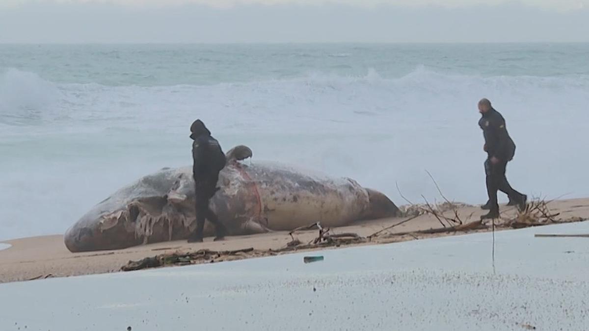 Una ballena muerta queda encallada en la playa del municipio de Platja d'Aro (Girona)