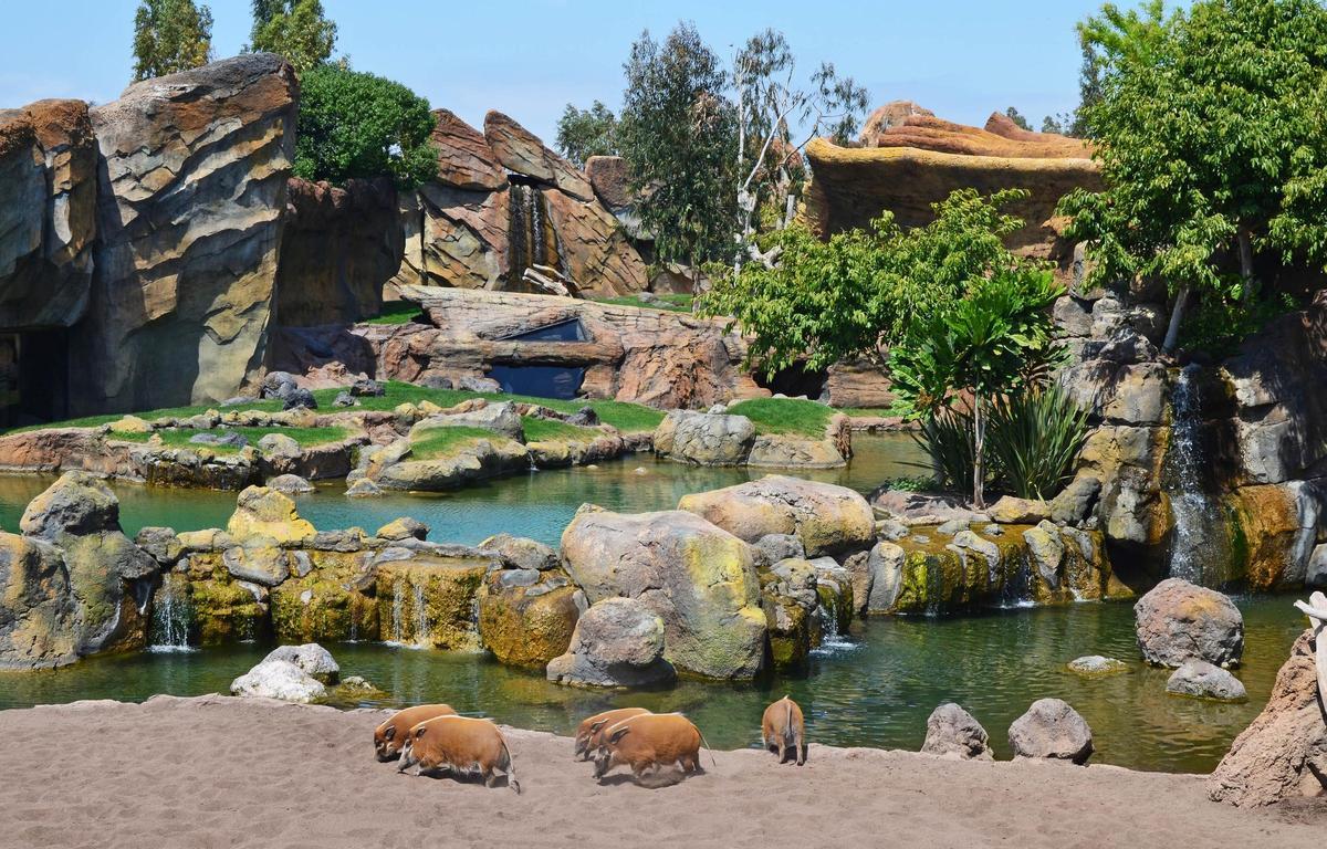 Bioparc lanza durante las próximas semanas una doble promoción para hacer más accesibles las visitas de un día y el pase anual.
