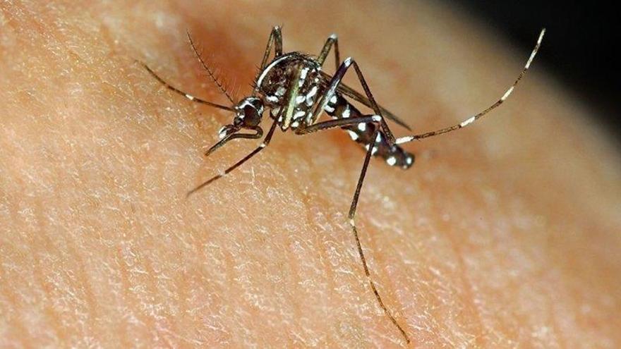 Alerta per un possible augment de la presència del mosquit tigre