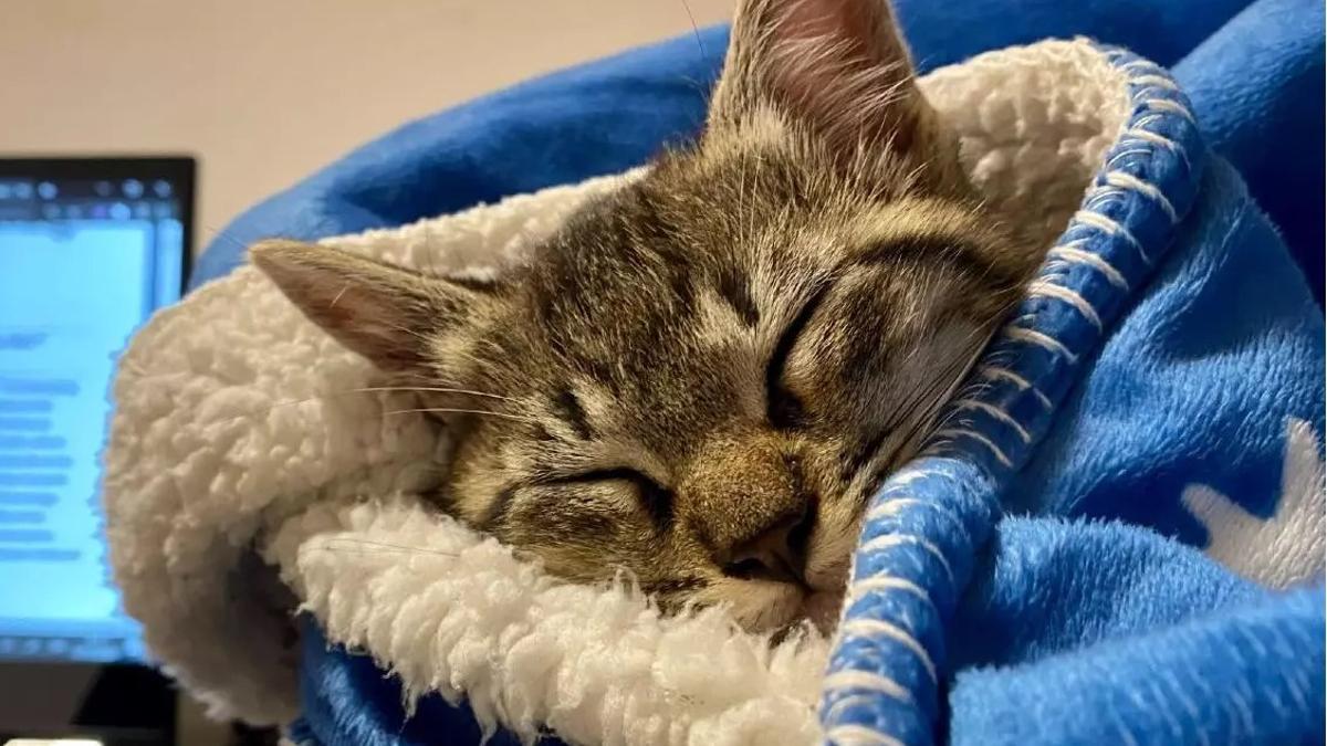 Un gato duerme arropado entre mantas.