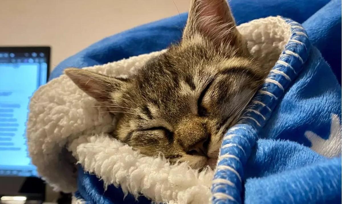 Un gato duerme arropado entre mantas.