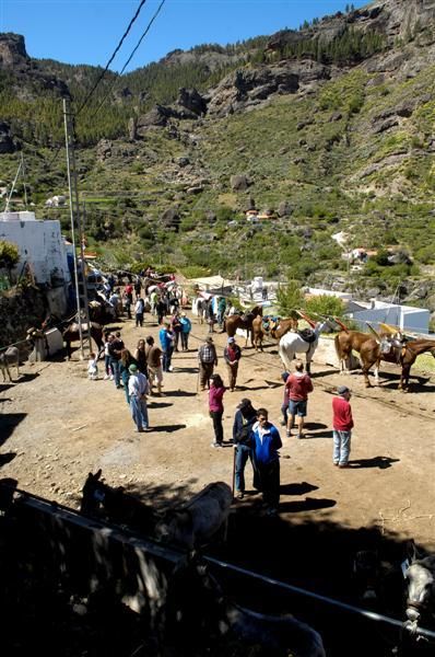 XX Feria Equina de La Culata de Tejeda