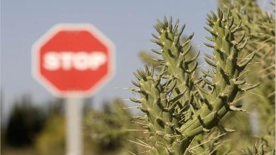 Ejemplar de la planta invasora cactus de Arizona en el barranco del Carraixet.