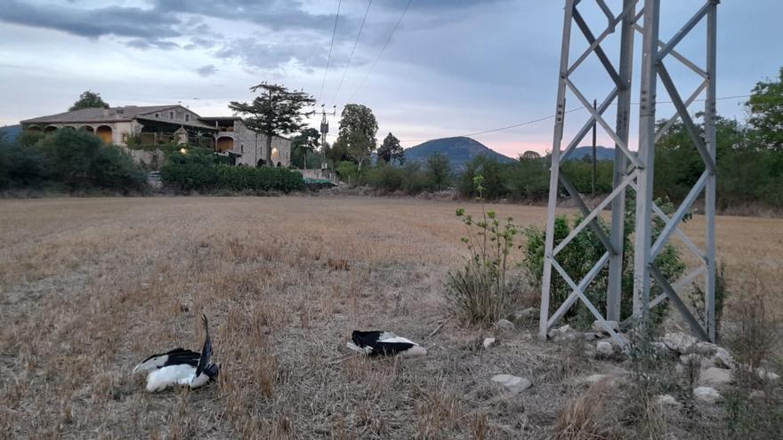 Troben almenys quatre cigonyes electrocutades a l’entorn de Moià