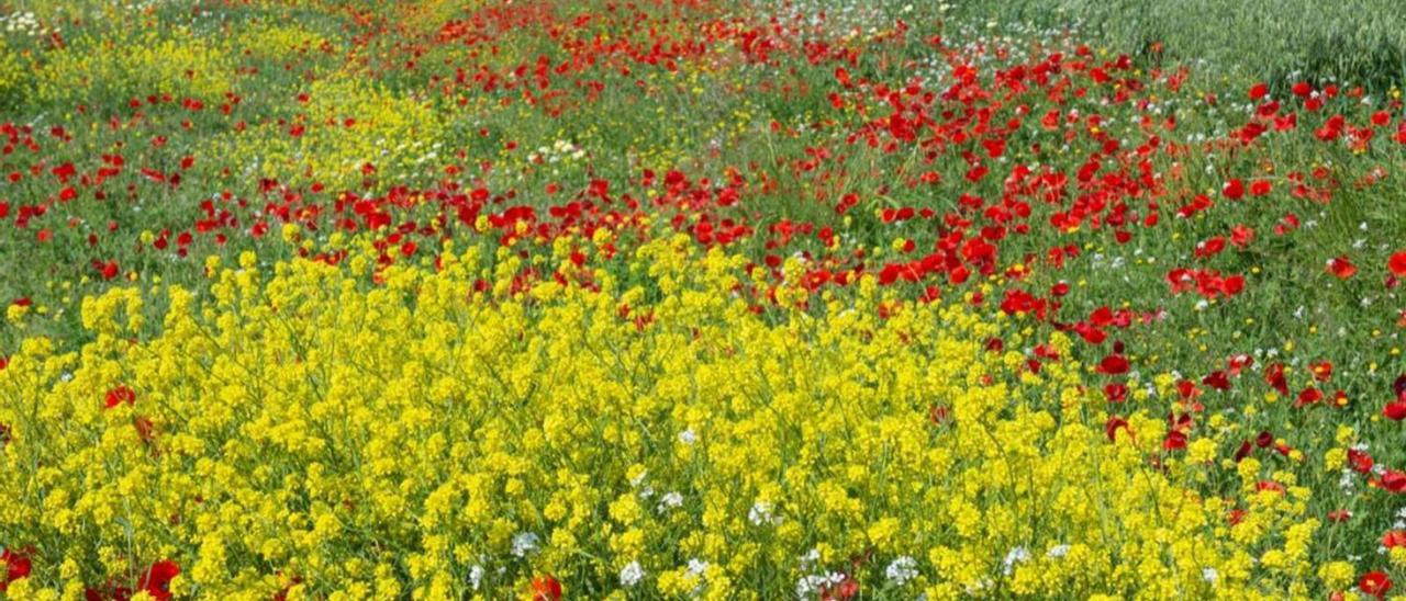 Primavera en Ibiza, una explosión de color | SEBASTIÁN CANDELA