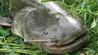 Un pescador captura 'El monstruo del Ebro': 85 kilos y 2,3 metros