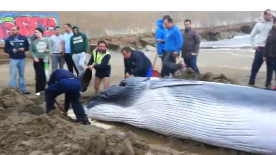 Muere la cría de ballena varada en una playa de Ayamonte