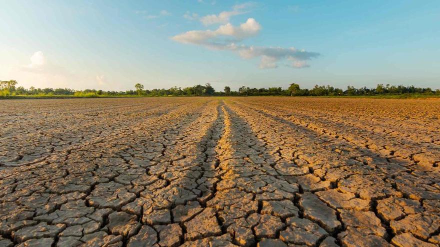 Los agricultores advierten: el desabastecimiento de aceite cada vez más cerca