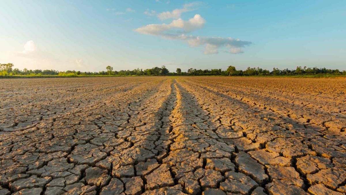 Puede llegar el desabastecimiento de aceite a causa de la sequía