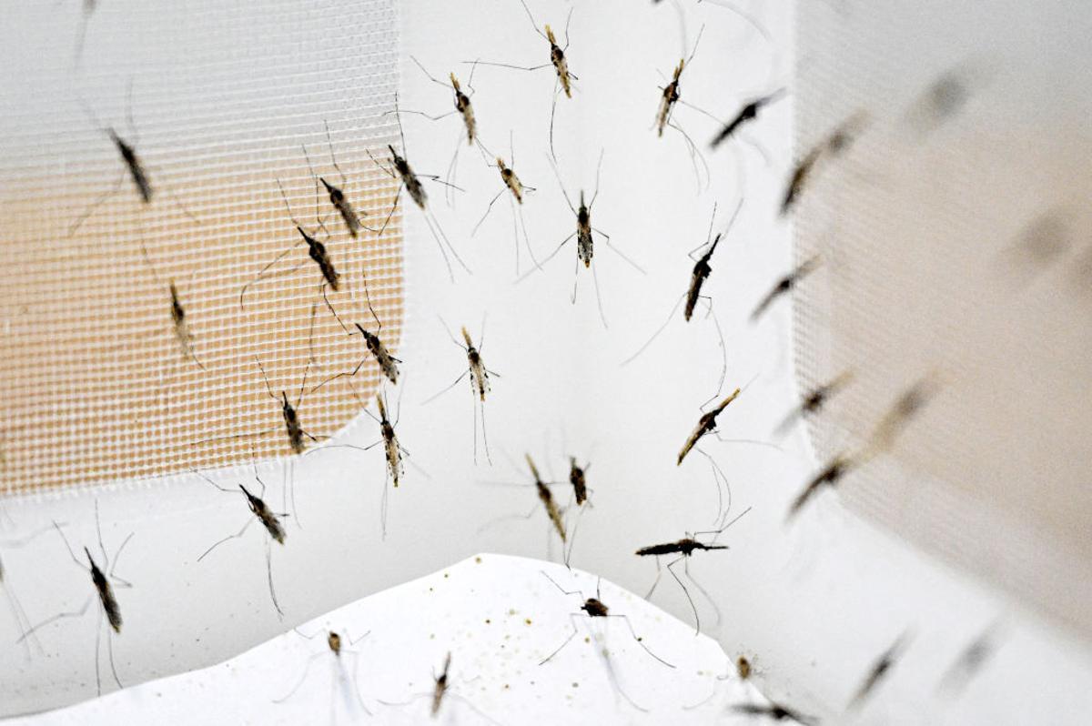 Por qué no debes rascarte una picadura de mosquitos
