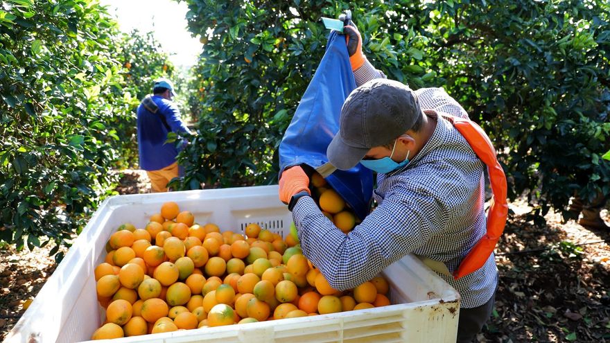 Los cítricos recuperan su volumen de producción tras dos años de sequía