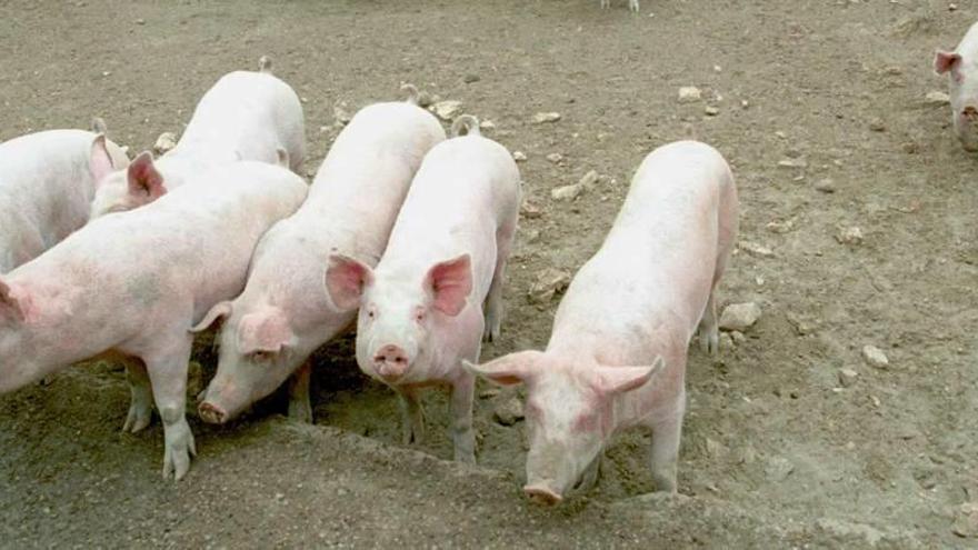 1.500 de los cerdos de Manacor serán de engorde.