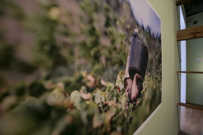 EXPOSICIÓN "LOS COLORES DEL VINO"