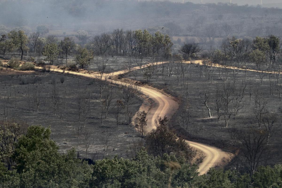 GRAF1722. SAN MARTÍN DE TÁBARA (ZAMORA), 18/07/2022.-Zona afectada por el incendio forestal registrado en la comarca de Tábara (Zamora).EFE/Mariam A. Montesinos