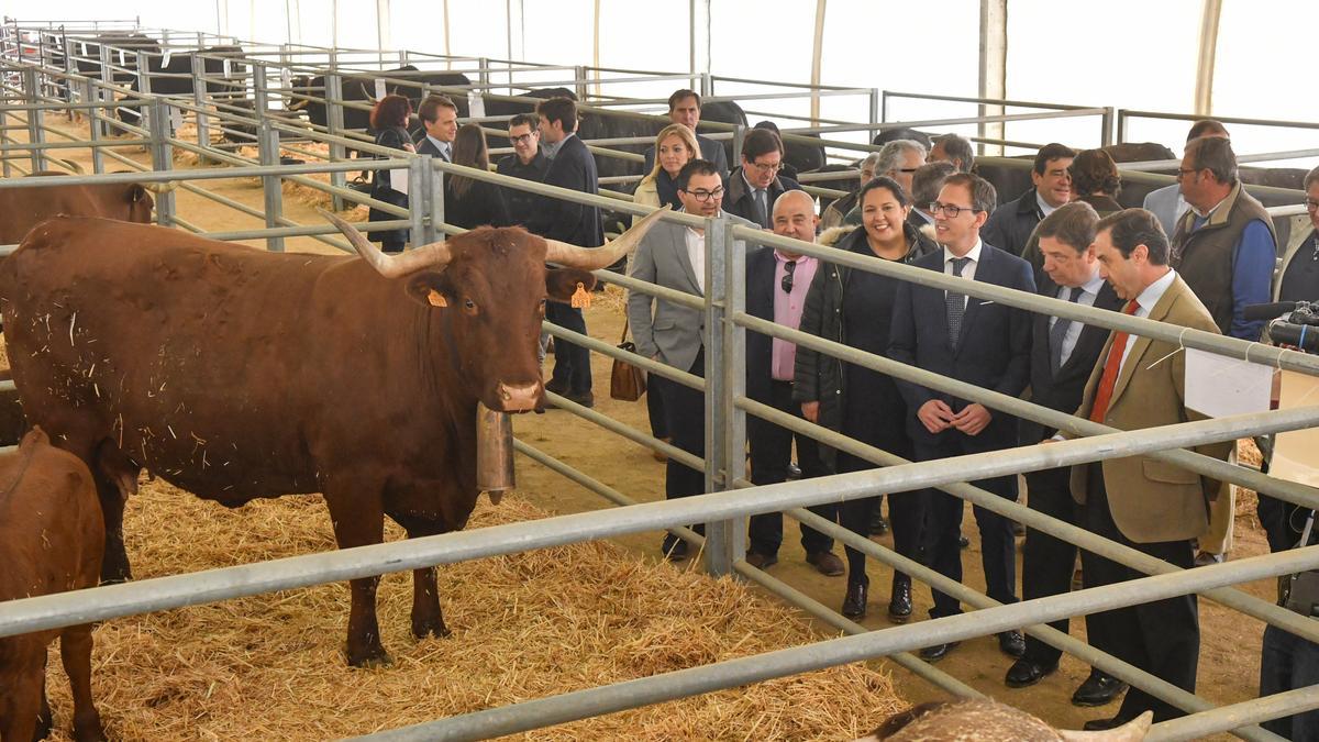 Imagen de la última edición de la Feria Agroganadera de Los Pedroches.