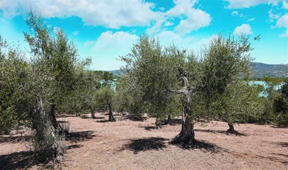 Camp 8 Plantació d’oliveres a la regió italiana d’Úmbria, una de les principals zones productores del país.