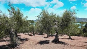 Camp 8 Plantació d’oliveres a la regió italiana d’Úmbria, una de les principals zones productores del país.