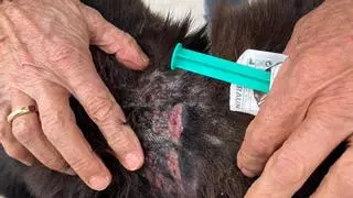 Investigan a un hombre en Torrevieja tras hallar a su perro con un collar de castigo con púas incrustado en el cuello