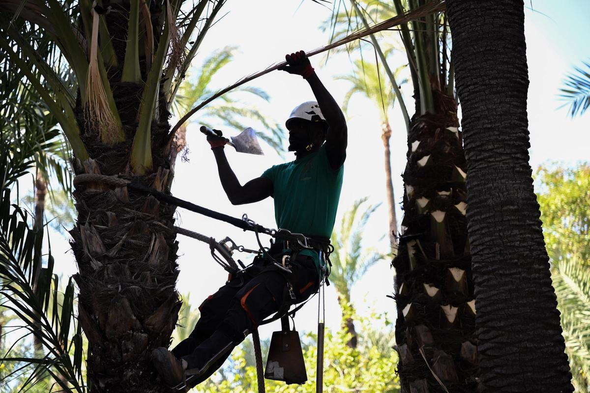 Poda de palmeras en Elche