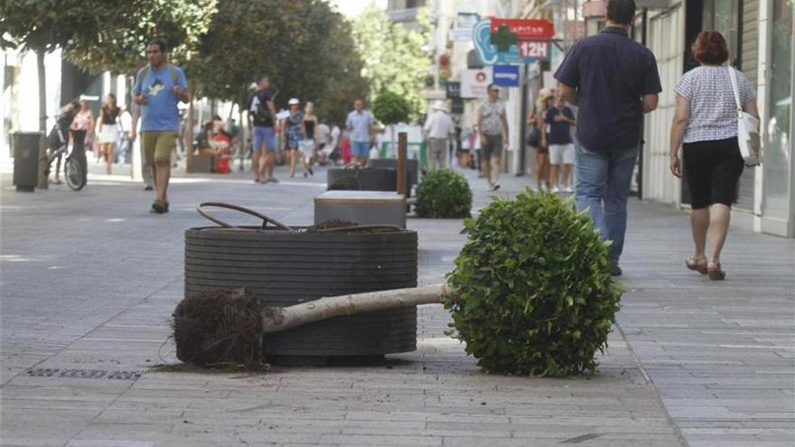 Árboles de Cruz Conde vuelven a sufrir vandalismo