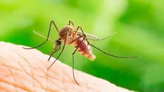 Los mejores remedios caseros para repeler los mosquitos
