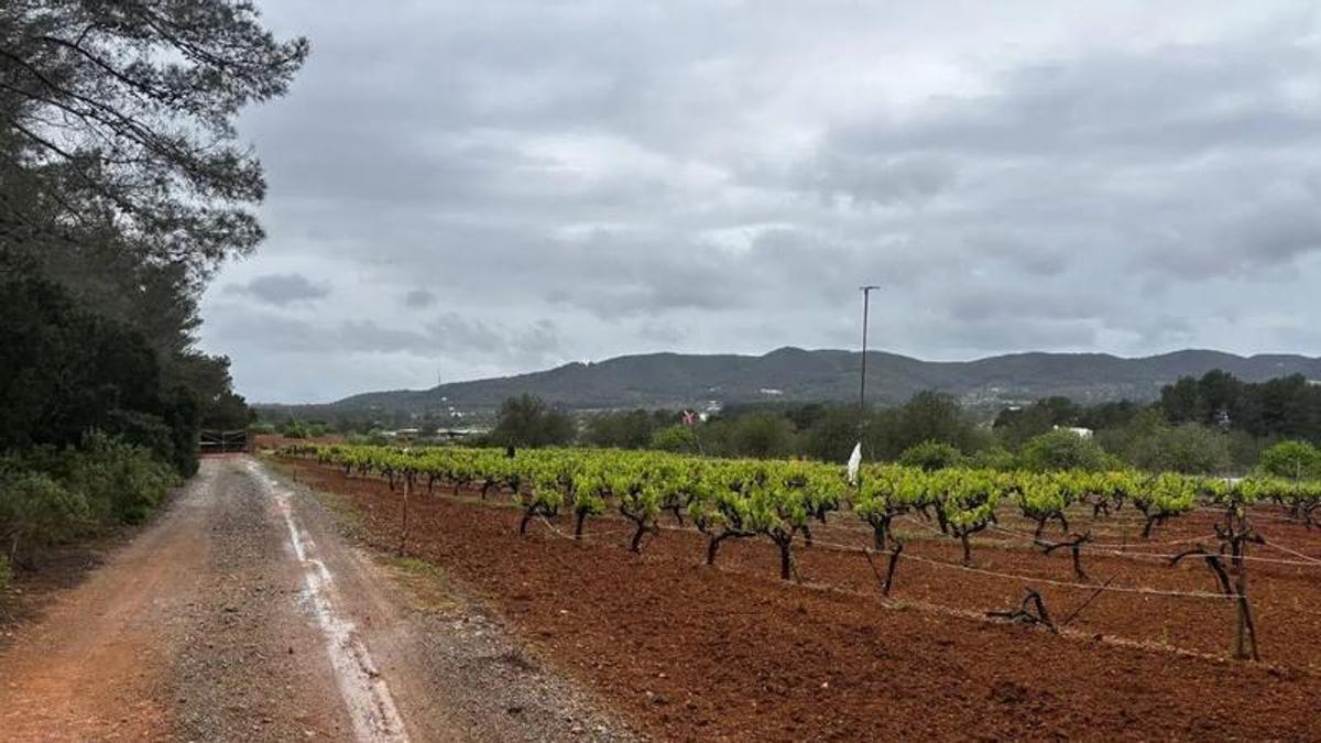 Vista del terreno a la venta.