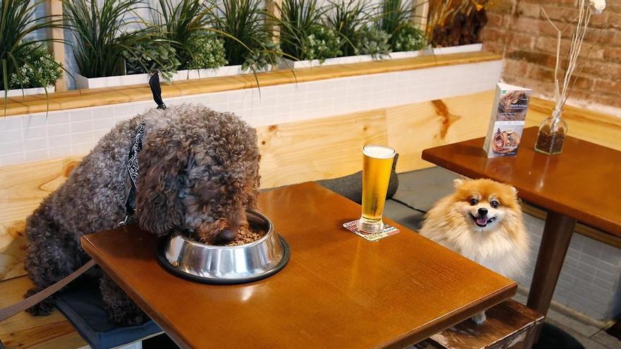 Perros + Cervezas = Humanos felices: Boozehounds es un parque canino con  bar para humanos ¡y canes!