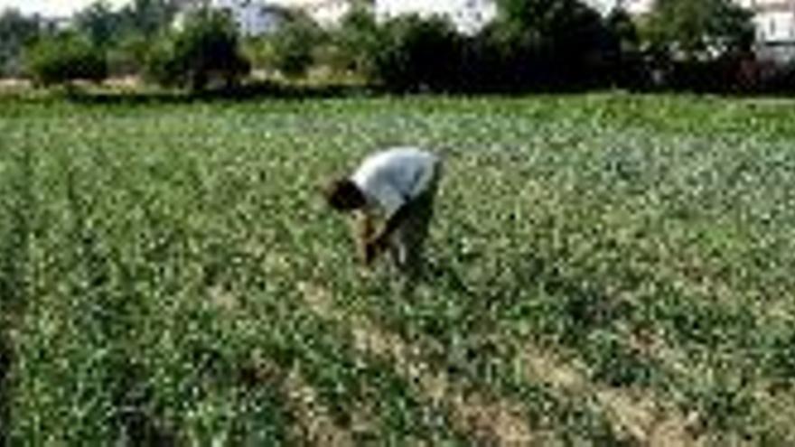 Luz verde a la expropiación de huertas en la Ribera del Marco