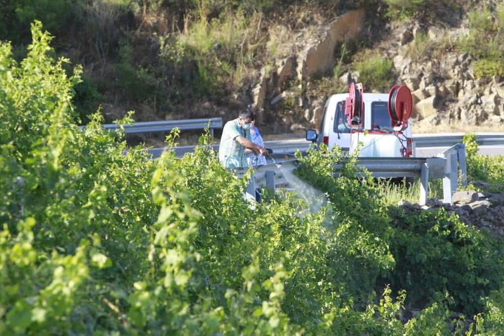 La Ribeira Sacra intenta salvar las cepas