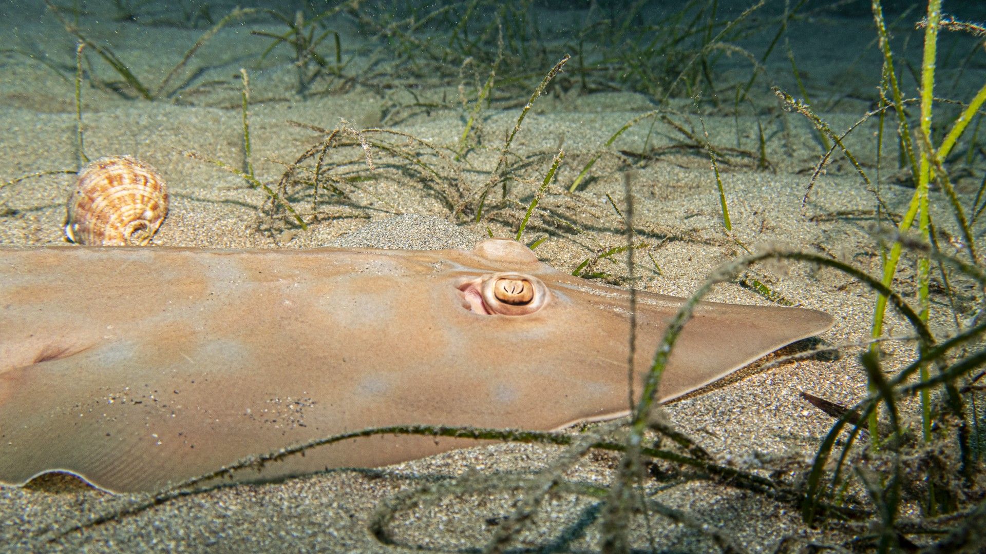 Estas son las fotos ganadoras del Certamen para la Conservación del Mar Balear