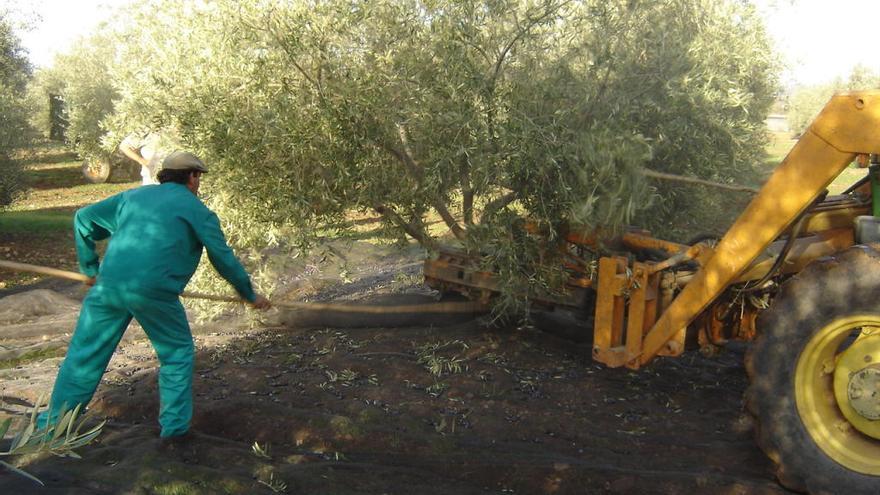 Labores de verdeo en una finca de Málaga.