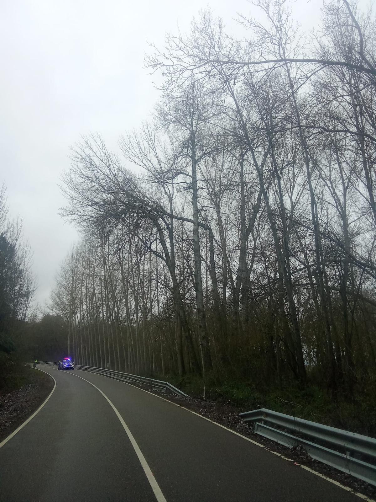 El gran chopo amenazando la carretera.