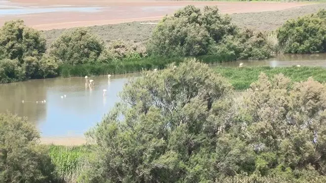 El 40 aniversario de la Laguna de Fuente de Piedra como Reserva Natural, en fotos