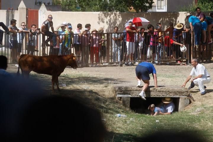 Suelta de vaquillas en las fiestas de La Visitación en Fuentesaúco