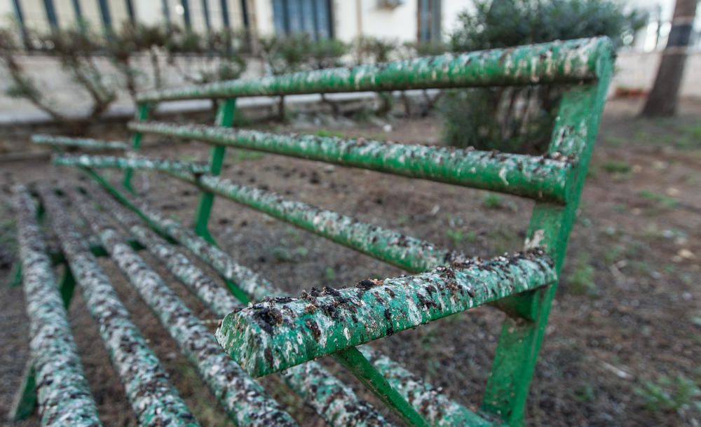 Invadidos por los estorninos en Alicante