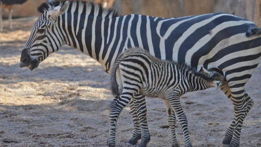 Nace la tercera cebra de este año en Bioparc València