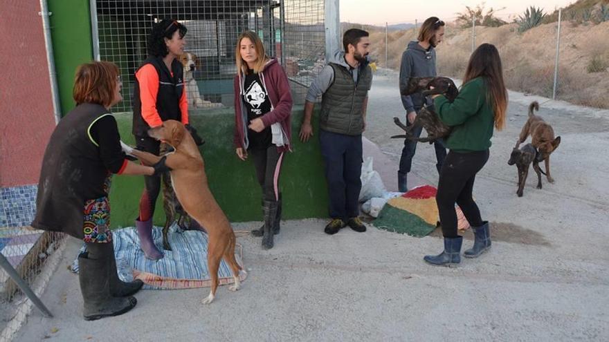 Los perros de la protectora de Cieza tuvieron que ser trasladados a Abarán.