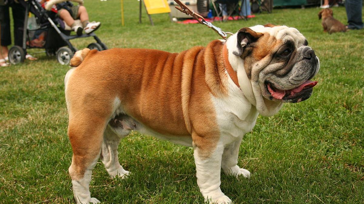 Bulldog inglés, una de las razas que los veterinarios desaconsejan