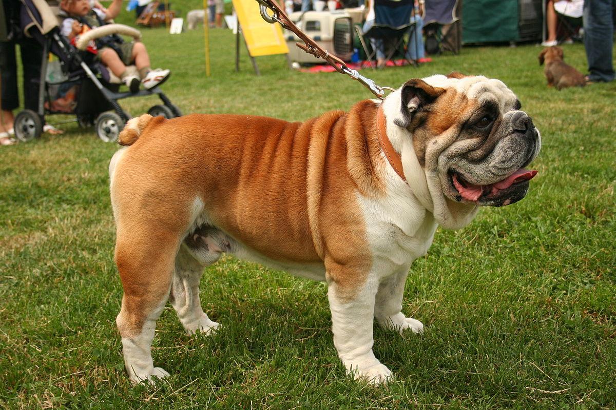 Bulldog inglés, una de las razas que los veterinarios desaconsejan