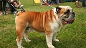 Bulldog inglés, una de las razas que los veterinarios desaconsejan