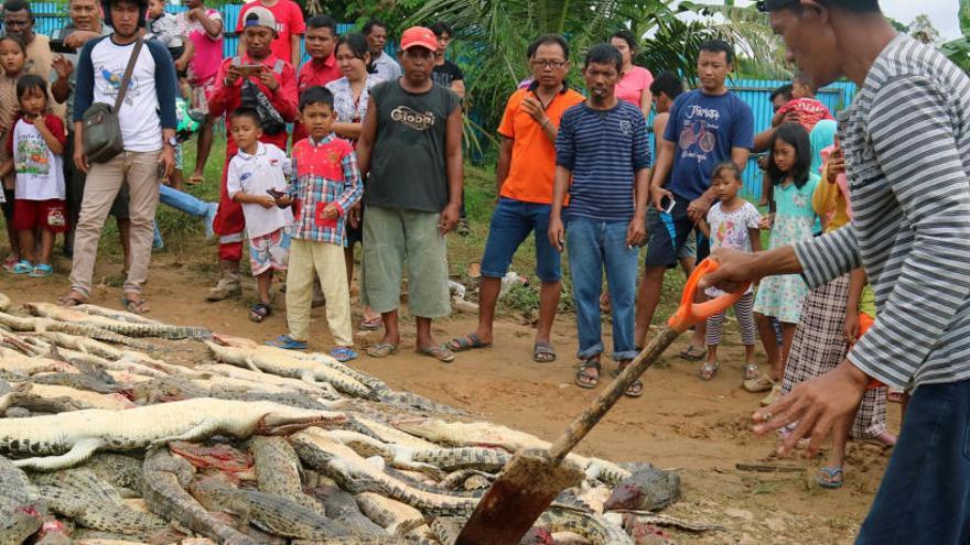 Un grupo de personas con los cadáveres de los cocodrilos.