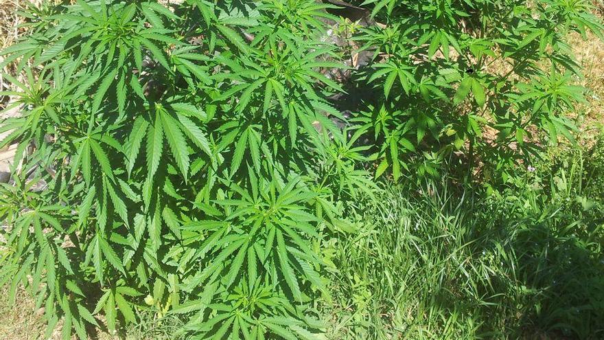 Encuentran 22 plantas de marihuana ocultas en un huerto de comarca del Jiloca