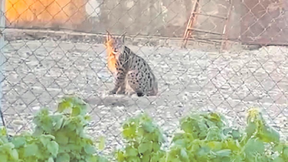 Imagen de Soldado, en una foto tomada por el dueño de la finca donde atacó a las gallinas.