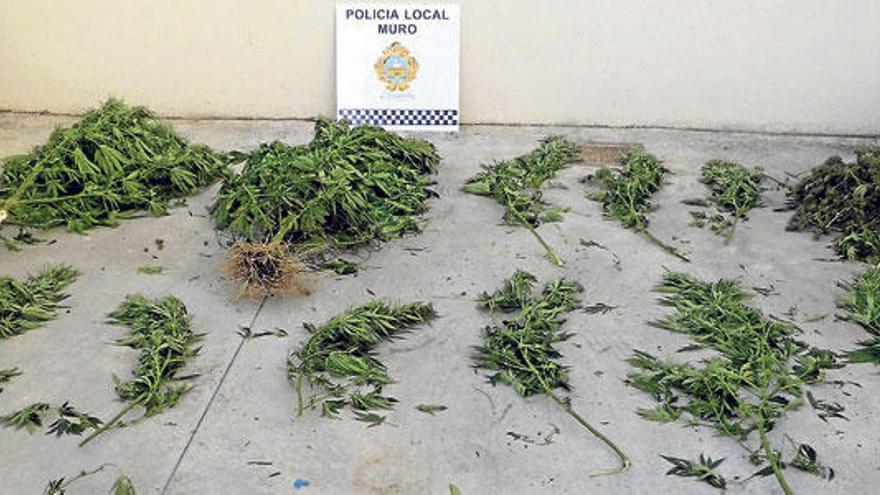 La Policía Local de Muro interviene 15 kilos de marihuana en una vivienda