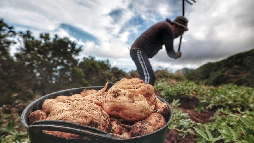 Un agricultor tinerfeño recoge batatas en su finca de Roque Negro, en Anaga.